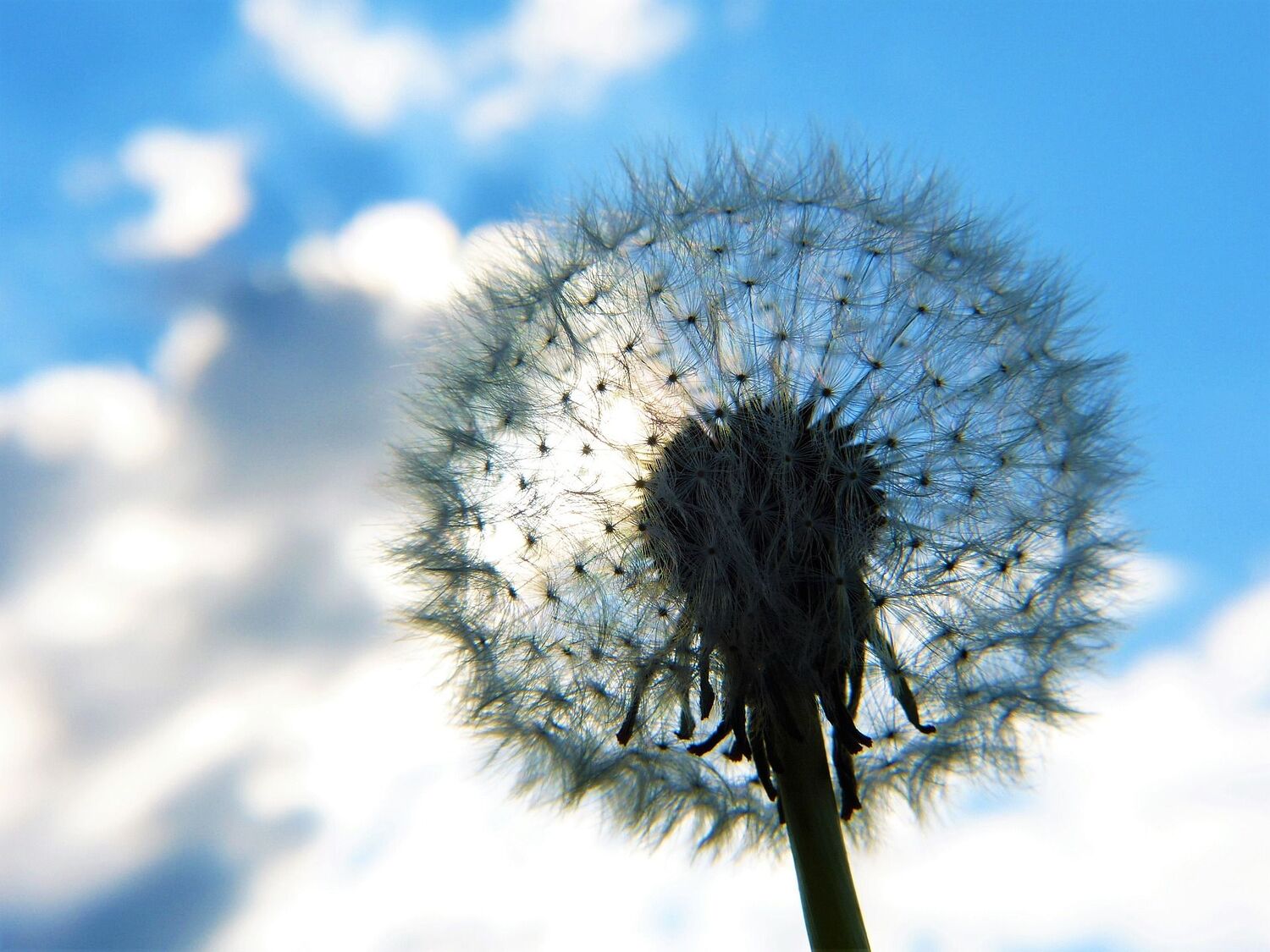 Dandelion-Silviarita,Pixabay 20.1202024